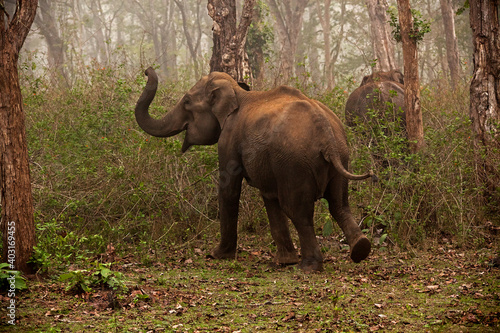 Elephant trumpeting in the wild