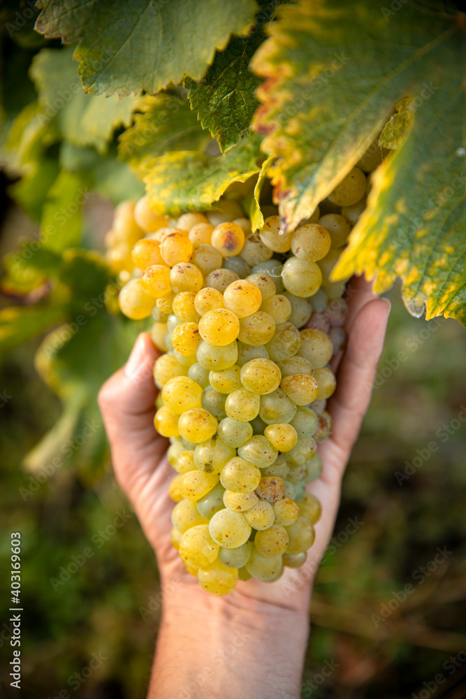 Belle grappe de raisin blanc dans la main du viticulteur.