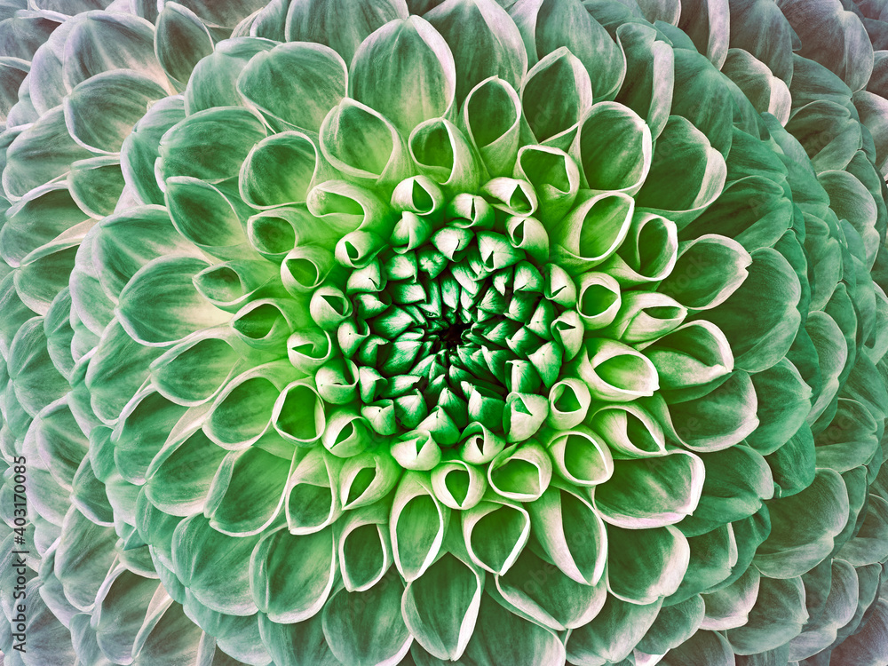 Dahlia green flower. Macro. Motley big flower. Background from a flower. Nature. Dahlia green flower. Macro. Motley big flower. Background from a flower. Nature.