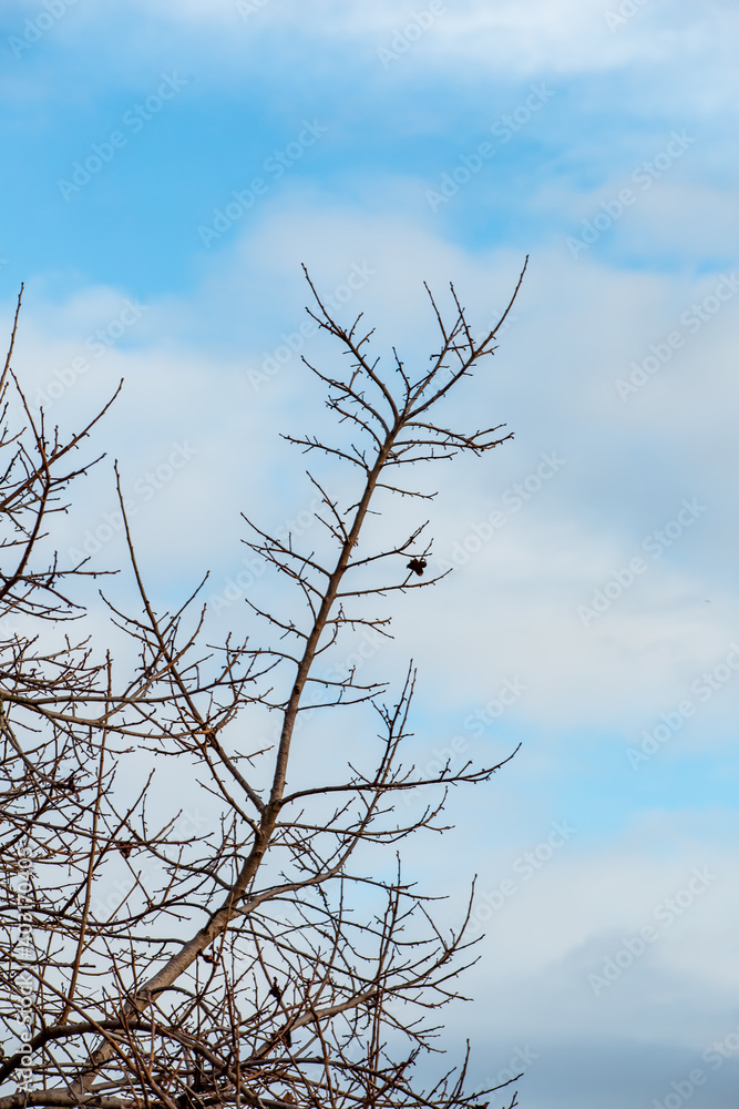 empty tree branches with blue sky background empty tree branches with blue sky background