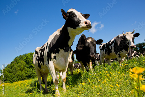 Troupeau de vaches laitière ruminant dans une prairie fleurie.