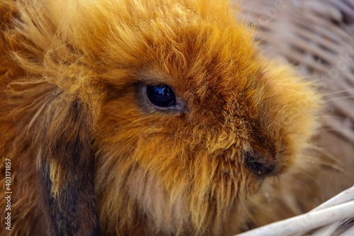Beautiful ginger rabbit close-up in a basket.