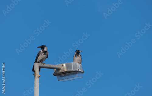 crows perched on a lamppost