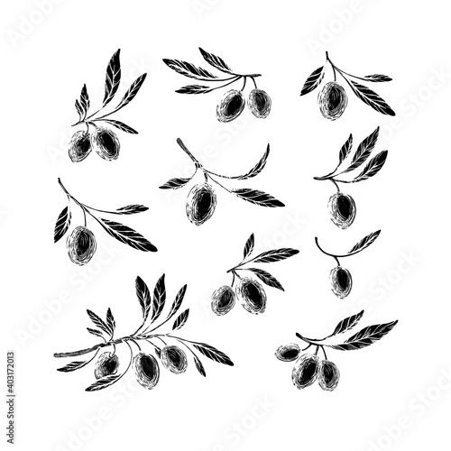 Vector olive sketch set. Hand drawn illustration