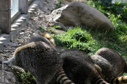 Canvas Print Raccoons are looking for food in the grass at the zoo.