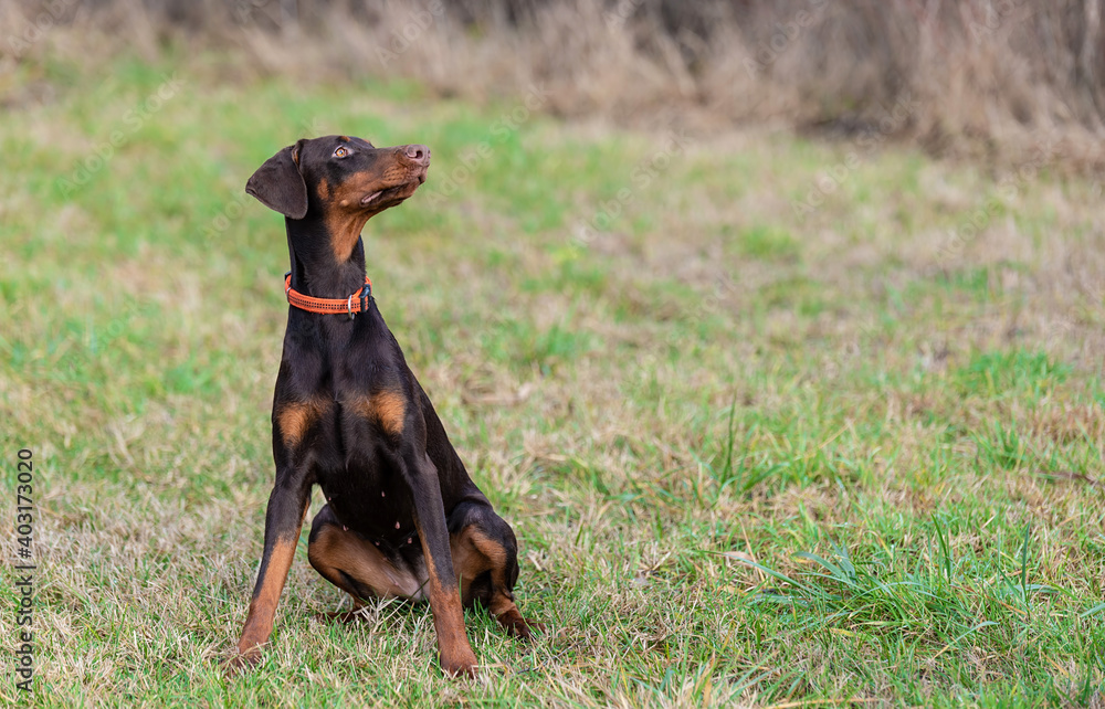 Brown Doberman Pinscher dog in the park Brown Doberman Pinscher dog in the park