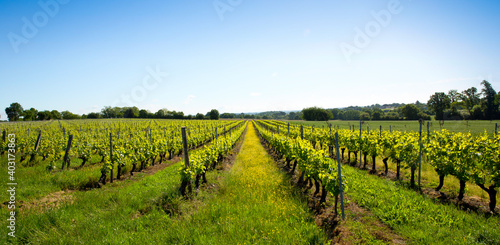Paysage viticole, vigne en France dans un vignoble de l'Anjou.