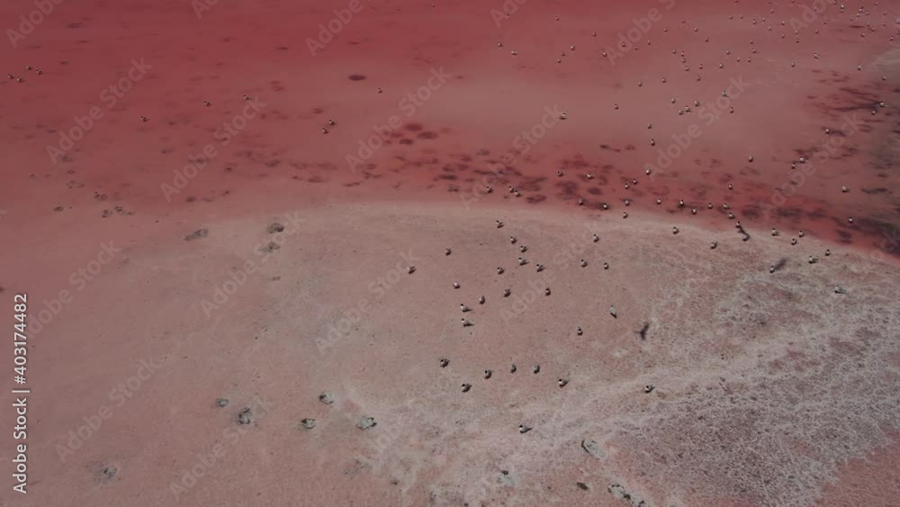 Top down aerial view by drone of Pink salt lake, Ukraine. 4k clip. Beutiful landscape texture. Unique place for travel and heath Top down aerial view by drone of Pink salt lake, Ukraine. 4k clip. Beutiful landscape texture. Unique place for travel and heath