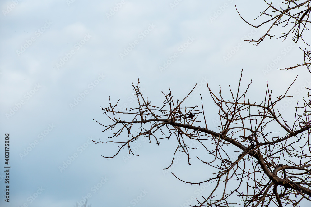 empty tree branches with blue sky background empty tree branches with blue sky background