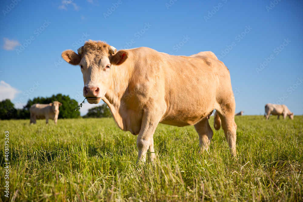 Vache et son troupeau ruminant dans la campagne.