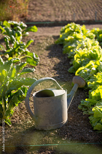 Petit jardin potager et arrosoir posé à terre au milieu des légumes.