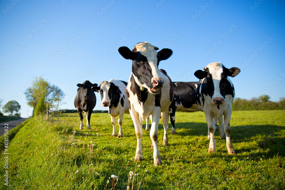 Troupeau de vache laitière dans les champs en campagne française. Troupeau de vache laitière dans les champs en campagne française.