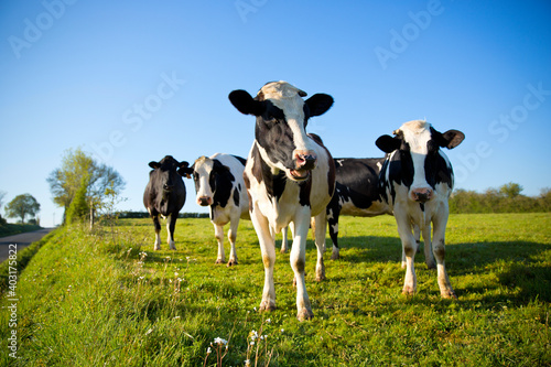 Troupeau de vache laiti  re dans les champs en campagne fran  aise.