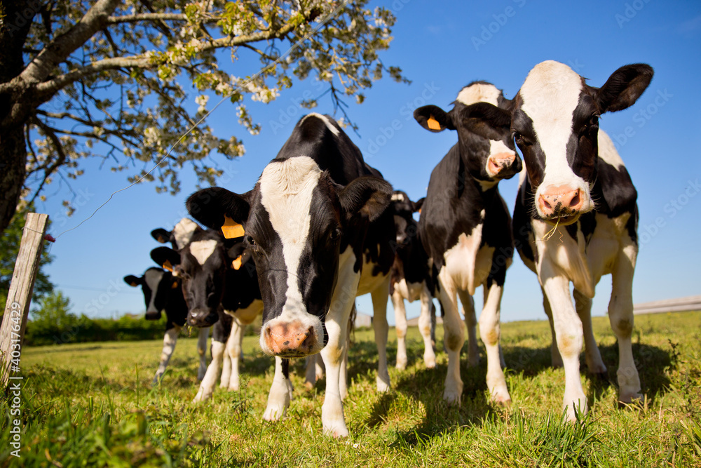 Troupeaux de jeune vache laitière dans les champs au printemps.