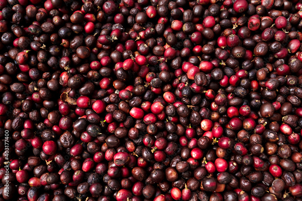 red coffee ripeness dry process coffee red coffee ripeness dry process coffee