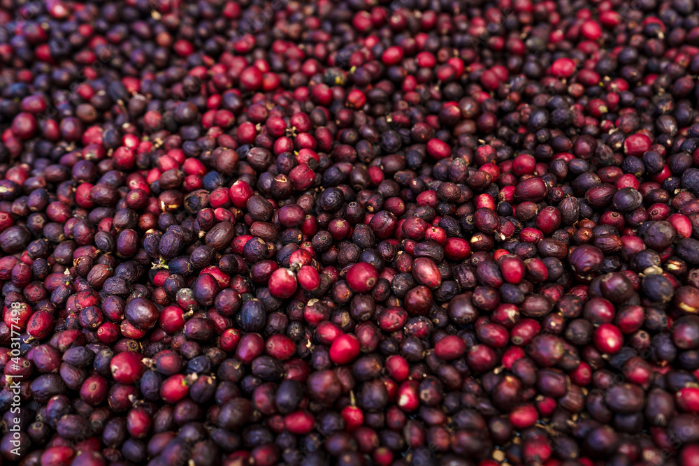 red coffee ripeness dry process coffee red coffee ripeness dry process coffee