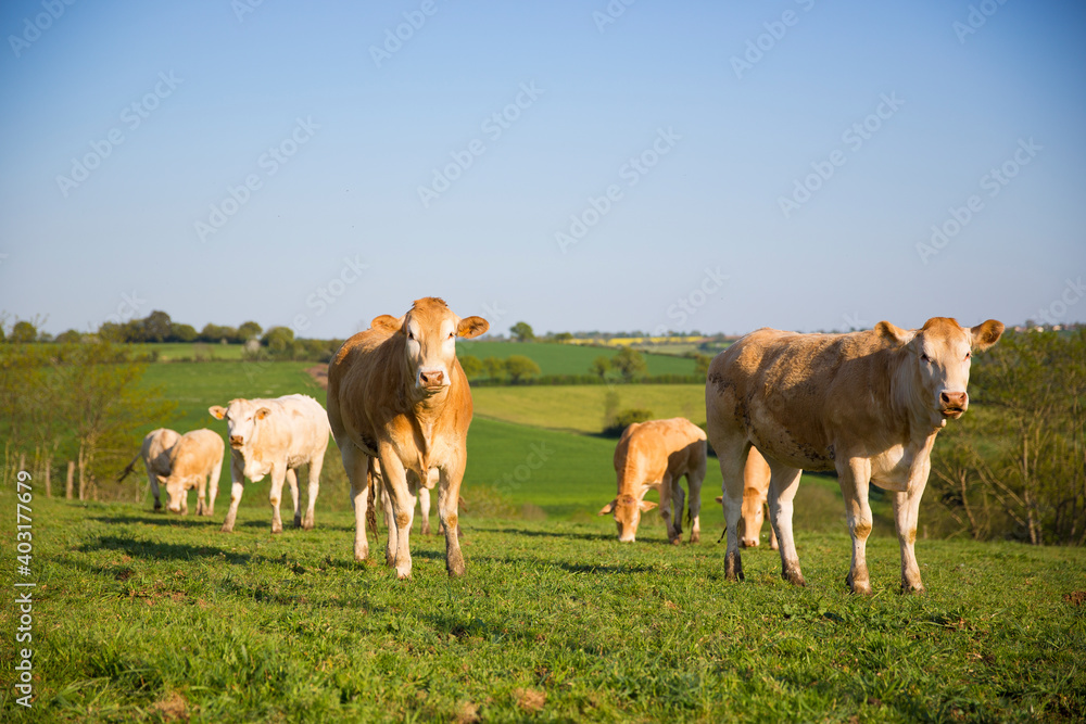 Bœuf ou vache en campagne, paysage de bocage en France.
