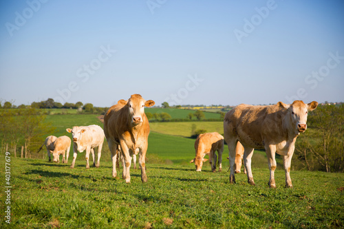 Bœuf ou vache en campagne, paysage de bocage en France. © Thierry RYO