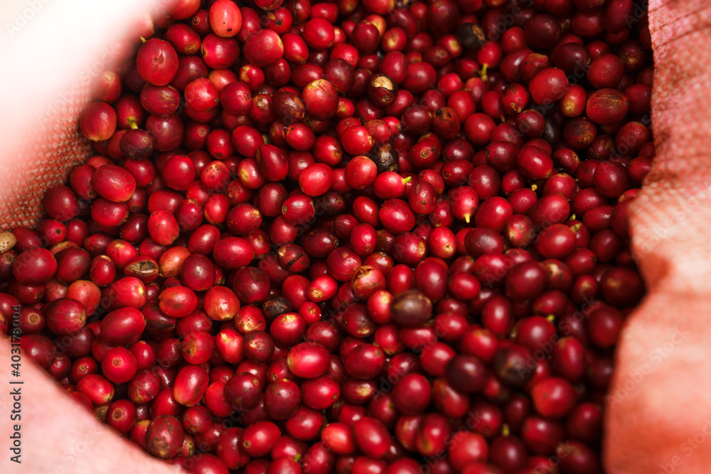Red fresh cherry coffee beans background Red fresh cherry coffee beans background