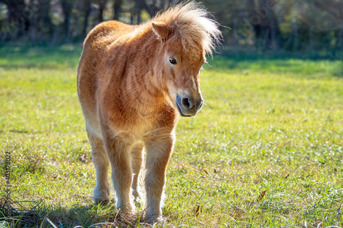 Beautiful shetland pony horse in south of France