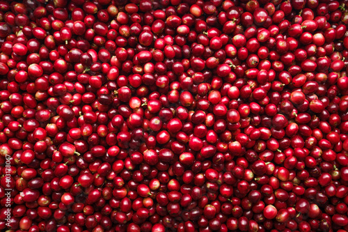 Red fresh cherry coffee beans background