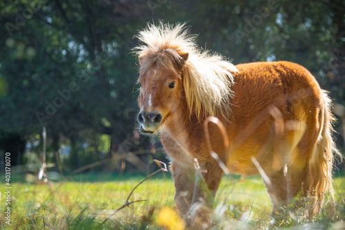 Beautiful shetland pony horse in south of France