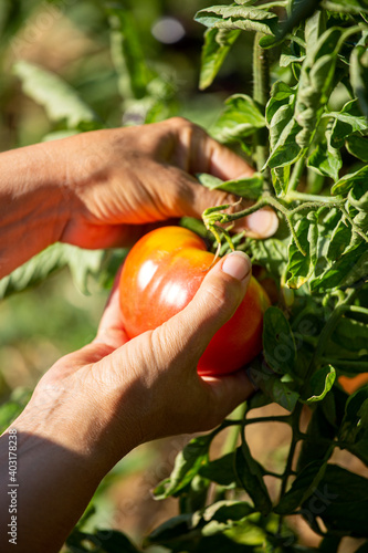 Ramassage d'une tomate dans un jardin potager bio.