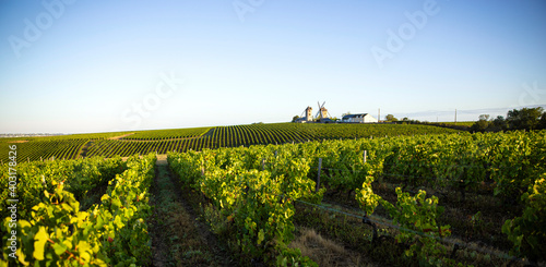 Vignoble en Anjou  moulin angevin    Ardenay en France.