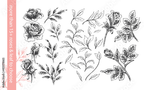 Rose Flower Hand drawn Illustration Assets