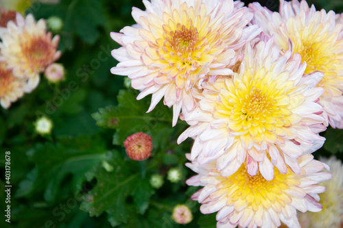 white Chrysanthemum flower background