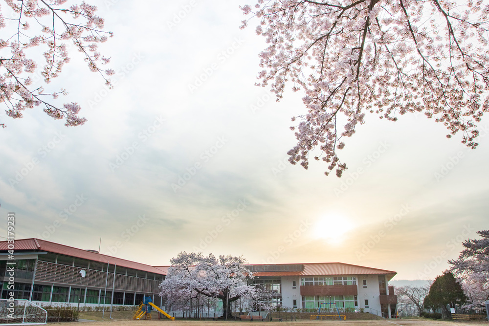常陸太田市　校庭の瑞桜