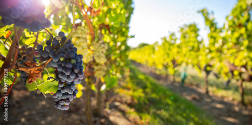 Grappe de raisin noir dans les vignes, rayon de soleil sur un domaine en France.