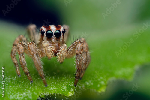 Jumping spider macro © John Triumfante