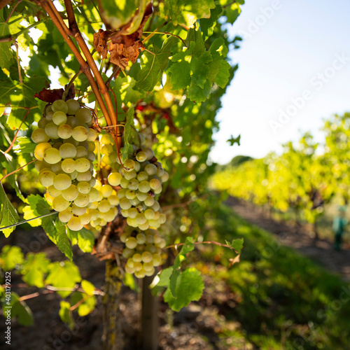 Vigne et raisin blanc dans un vignoble en Anjou.