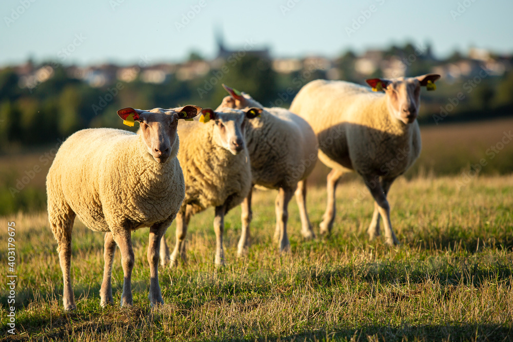 Fototapeta premium Troupeau de mouton dans la nature.