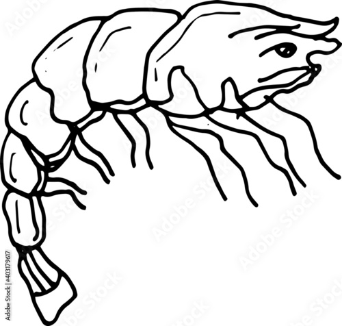 
Sea food, fish, shellfish, crabs, delicacies. Graphic illustration hand-drawn, doodle, sketch, engraving. Print, textiles, paper.