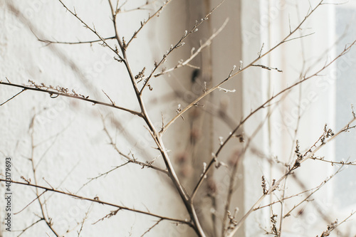 Still-life. photo of a dry branch on the background of the old vintage window.