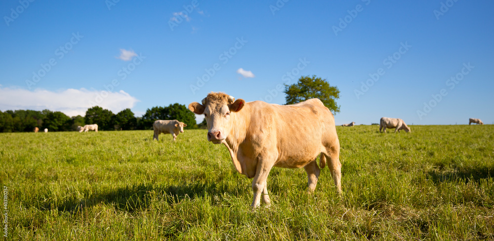 Troupeau de vaches ou bœufs de race à viande en campagne.
