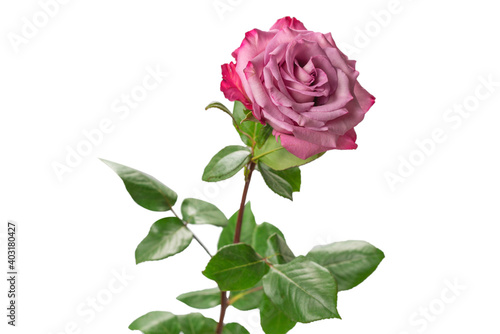 Pink rose isolated on white background. © Nikolay