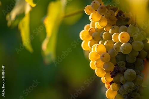 Grappe de raisin blanc dans les vignes avant les vendanges.