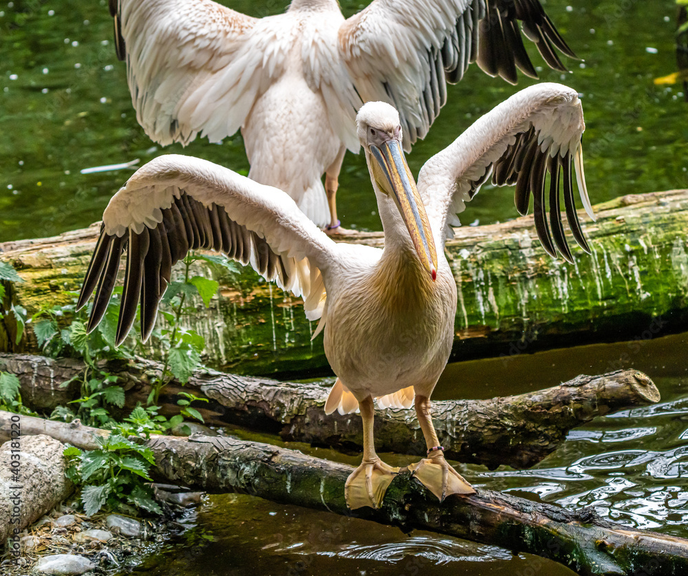 Great White Pelican, Pelecanus onocrotalus in a park Great White Pelican, Pelecanus onocrotalus in a park