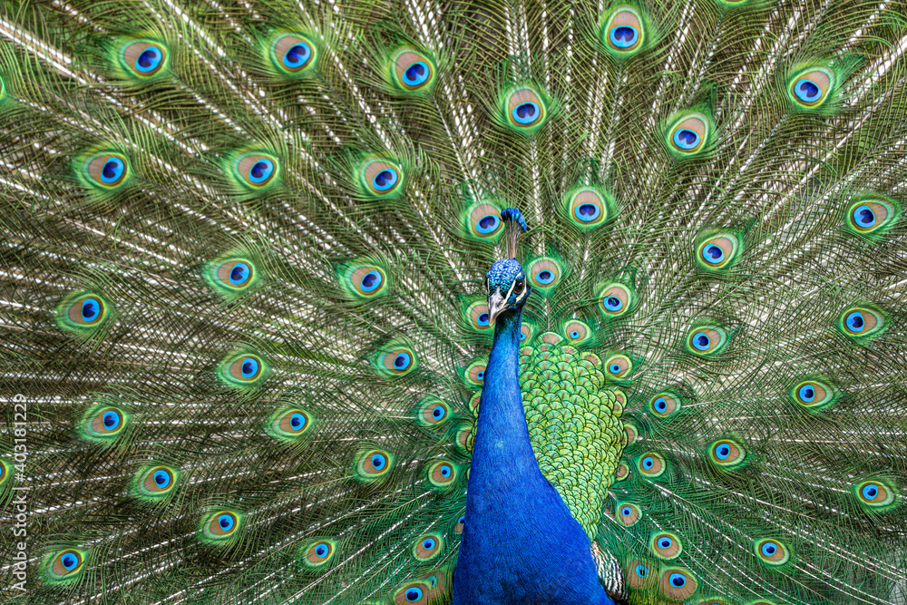 Naklejka premium Indian Peacock or Blue Peacock, Pavo cristatus