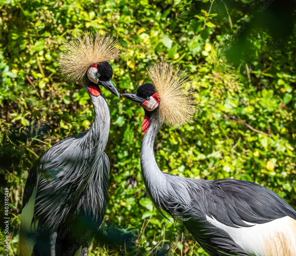 Fototapeta premium Black Crowned Crane, Balearica pavonina in a park