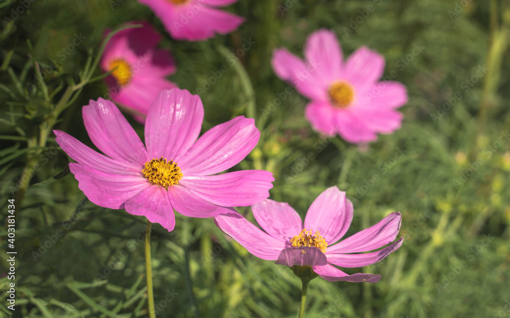 Little pink cosmos flowers with yellow pollen blooming in the garden