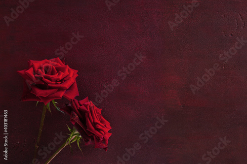 Two red roses lie on dark red wooden background. Flat lay