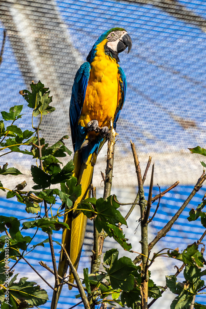 Obraz premium The Blue-and-yellow Macaw, Ara ararauna is a large South American parrot