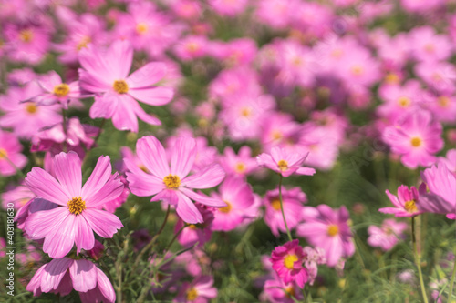 Little pink cosmos flowers with yellow pollen blooming in the garden © Pruksachat