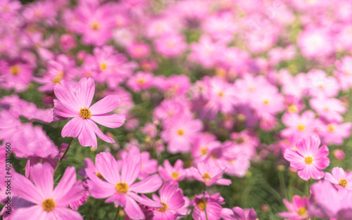 Little pink cosmos flowers with yellow pollen blooming in the garden © Pruksachat