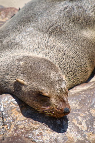 Seal lying, resting and sleeping on a rock. Selective focus.