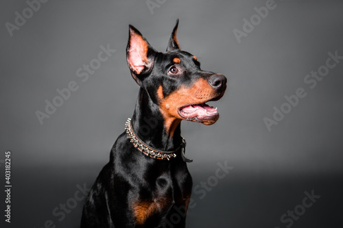 Doberman puppy portrait isolated on dark background. © Михаил Гута